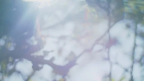 Close Up Lens Flare through Foilage Stock-Footage 123058233