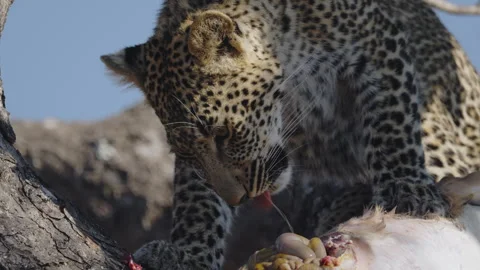 Close-up of leopard cub feeding on impala carcass in tree, South Africa Stock Footage 318720194