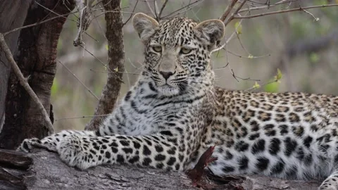 Close up of a leopard cub female Stock Footage 202244203