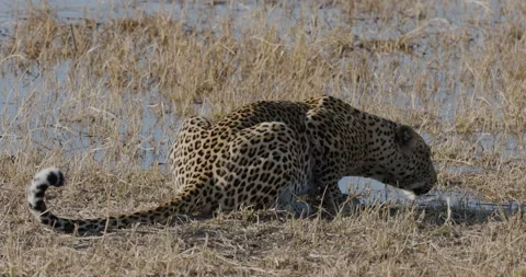 Close-up. Leopard drinking at water's edge Stock Footage 248144010