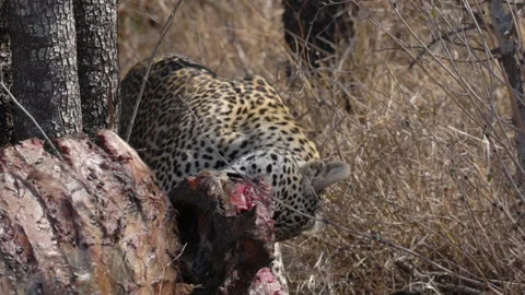 Close-up leopard eating from buffalo carcass in African bushveld Stock Footage 301489277