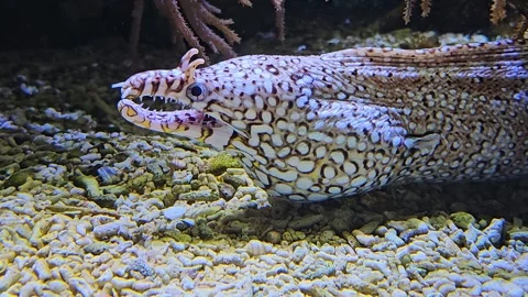 Close up of a leopard eel  Video stock 267665712