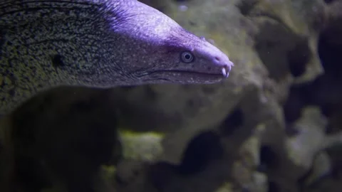  Close up of a leopard eel head Stock Footage 294905754