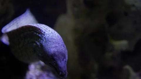  Close up of a leopard eel head in motion Stock Footage 294905862