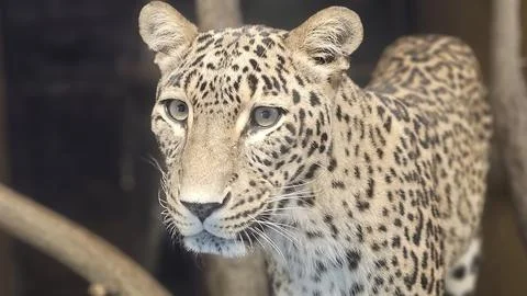 Close-up of a leopard face with sharp eyes and detailed fur patterns Stock Photos
