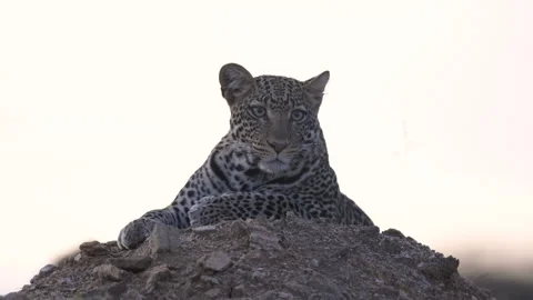 Close Up Leopard Face Twilight Stock Footage 244653915