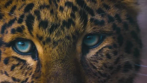 Close up of a leopard Stock Footage 263603732
