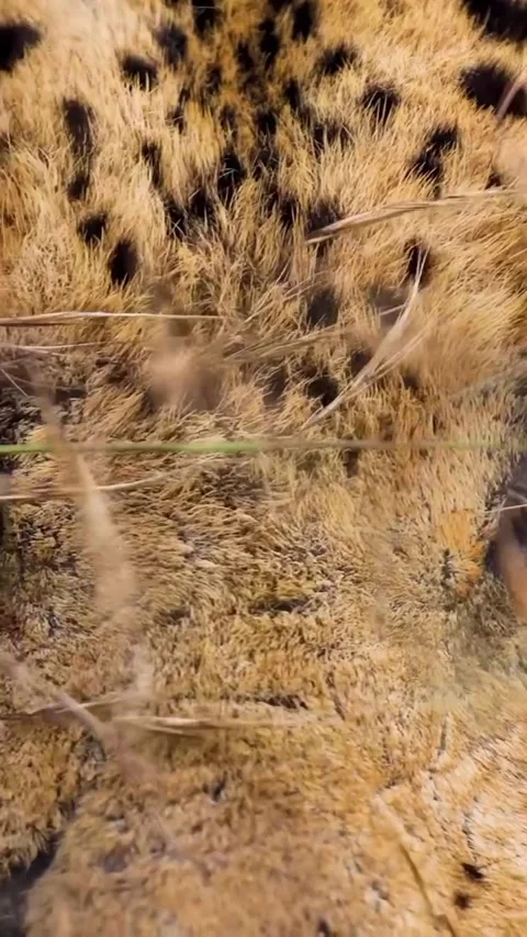 Close-up of leopard 库存影片 330048864