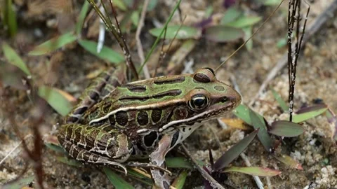 Close Up of Leopard Frog Sitting on Sandy Beach in Michigan Stock Footage 286125373