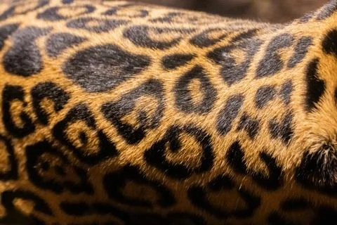 Close-up of leopard fur showcasing unique spotted pattern and texture 스톡 사진