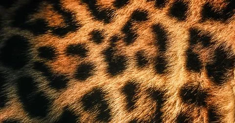 Close-up of leopard fur texture, showcasing the striking pattern of spots and Foto stock