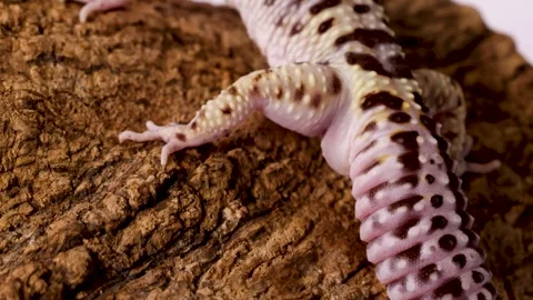 Close Up of a Leopard Gecko Crawling Over a Textured Log Stock Footage 326709485