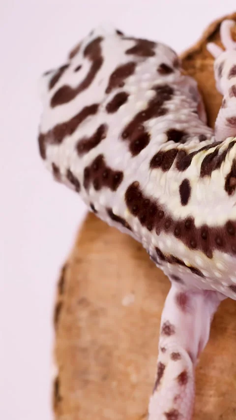 Close Up of a Leopard Gecko Crawling Over a Wood Slice Stock Footage 328337476