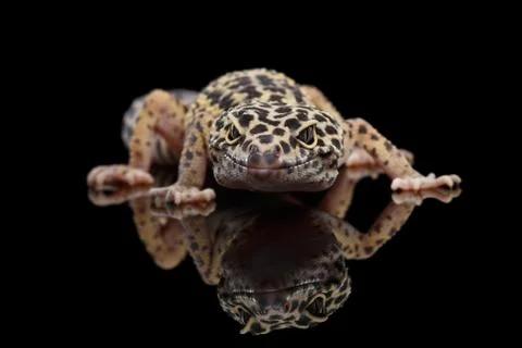Close-up Leopard Gecko Eublepharis macularius Isolated on Black Background Stock Photos