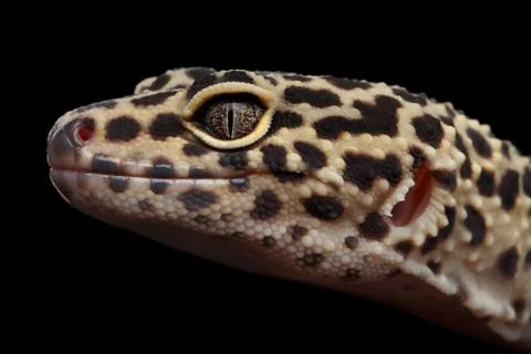 Close-up Leopard Gecko Eublepharis macularius Isolated on Black Background Stock Photos