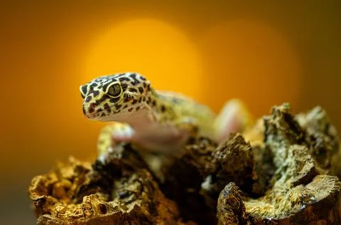 Close-Up of Leopard Gecko on Rough Textured Surface 库存照片