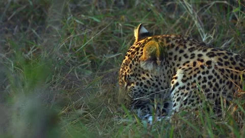 Close up leopard in golden evening light grooms paws with tongue Stock Footage 303945183