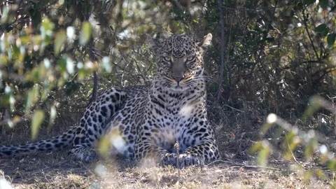 Close up of a leopard grooming its fur at masai mara in kenya Stock Footage 107258321