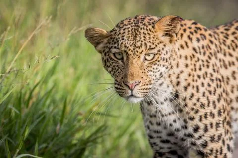Close up of Leopard head. Stock Photos