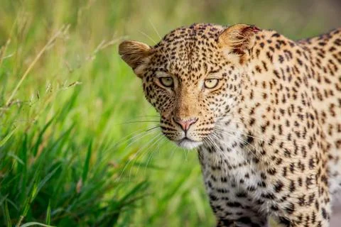 Close up of Leopard head. Foto stock