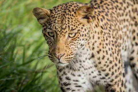 Close up of Leopard head. Stock Photos