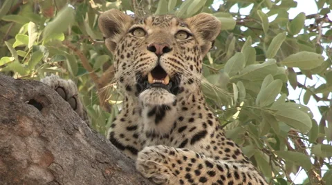 Close-up of leopard lying on branch of a tree Stock-Footage 46374233