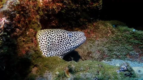 Close-up of a leopard moray eel emerging from a rocky coral reef in the clear Video stock 310950842
