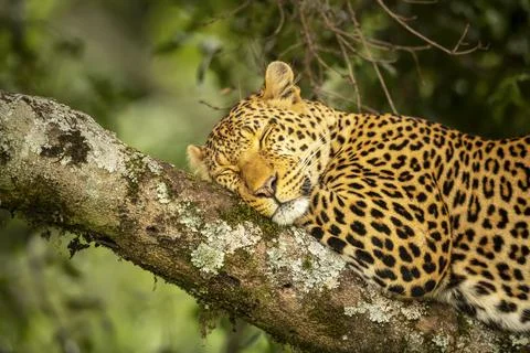 Close-up of a leopard (Panthera pardus) lying on tree branch sleeping, Kenya Stock Photos