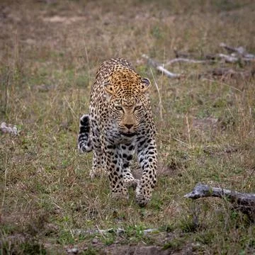 A close-up of a leopard, Panthera Pardus, walking though grass. Foto stock