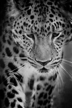 Close up of leopard Stock Photos