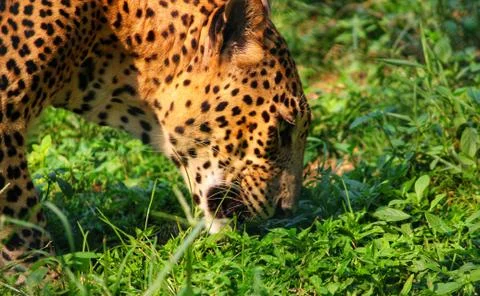 A close up of leopard Stock Photos