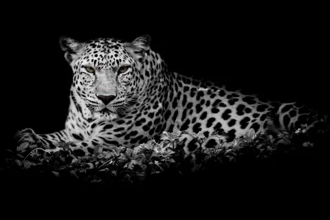 Close up Leopard Portrait Stock Photos