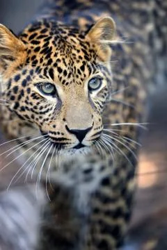 Close leopard portrait 스톡 사진