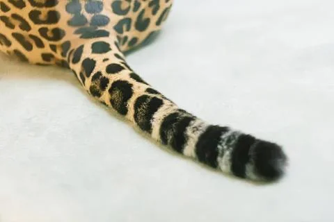 Close-up of a leopard print snake tail on white background Stock Photos
