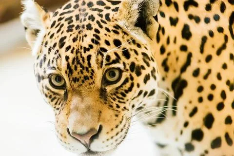 Close-up of a leopard resting on green grass Stock Photos
