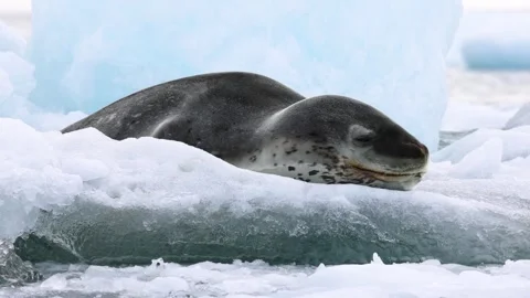 Close-up of Leopard Seal Resting on Floating Antarctic Ice in Pristine Polar Video stock 345152078