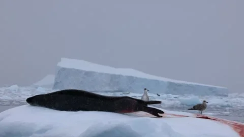 Close-up of Leopard Seal Sleeping on Blood-Stained Iceberg in Antarctic Video stock 345165264