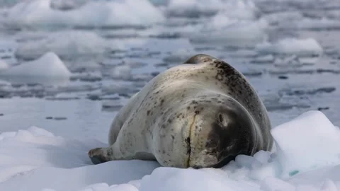 Close-up of Leopard Seal Sleeping Peacefully on Antarctic Sea Ice Video stock 345152000