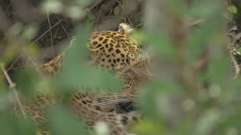 Close up of a leopard seen behind leaves Stock Footage 87487360
