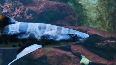 Close up of leopard shark Stock Footage 119495738