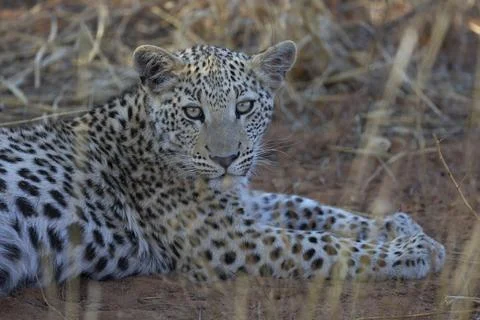 Close-up of a leopard with a sharp pattern on its face, Namibia, Africa Stock Photos