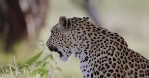 Close-up. Leopard sitting and looking around 스톡 동영상 276461205