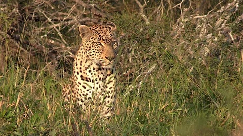 Close up of a leopard sitting and waiting close to a warthog burrow. Stock Footage 111218884