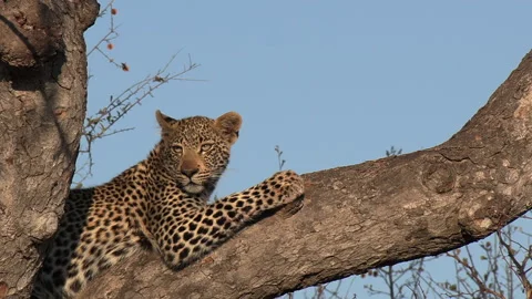 Close-up of a leopard sitting in a tree while looking out over the African Stock Footage 158301952
