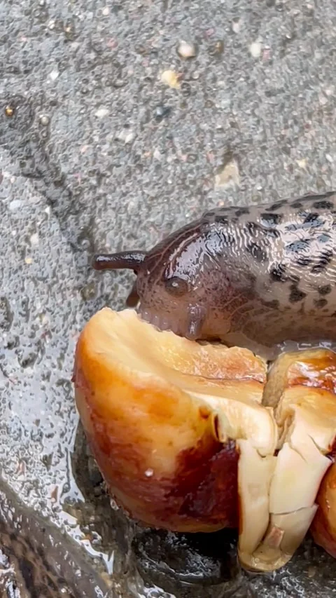 Close up leopard slug eats chestnut after rain on wet asphalt Stock Footage 309697441