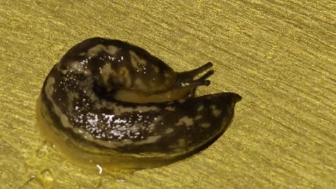 Close-up of a leopard slug or Limax maximus crawling across a table surface. Stock Footage 288587056