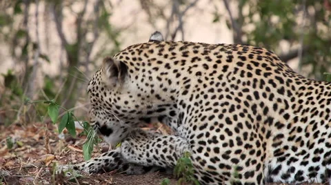 Close up of Leopard snarling and licking cleaning itself Stock-Footage 65494308