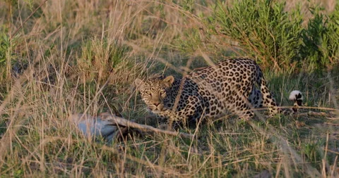 Close-up of a leopard sneaking up to get its impala kill in the long grass Stock Footage 295611372