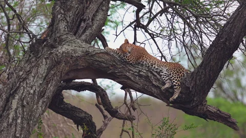 Close-up leopard takes cat nap on tree branch in Kruger NP flat light Stock Footage 305145975