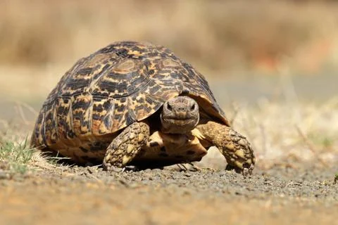 Close-up of Leopard tortoise walking Stock Photos